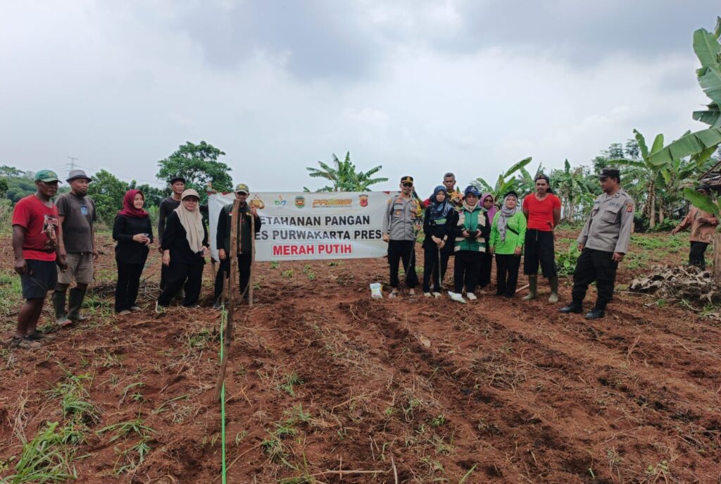 Penanaman Jagung Bersama Warga Dilakukan Polsek Campaka, Dukung Program Ketahanan Pangan di Purwakarta