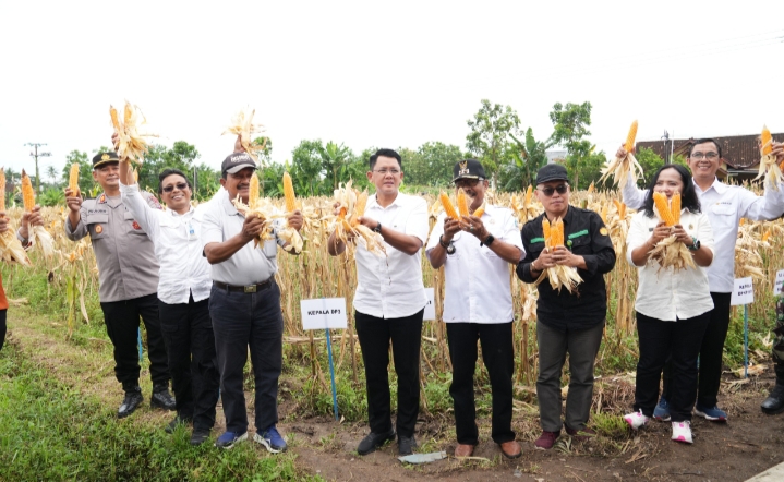 Wabup Sleman Panen Jagung di Seyegan, Dorong Kolaborasi Petani dan Pemerintah Tingkatkan Produktivitas