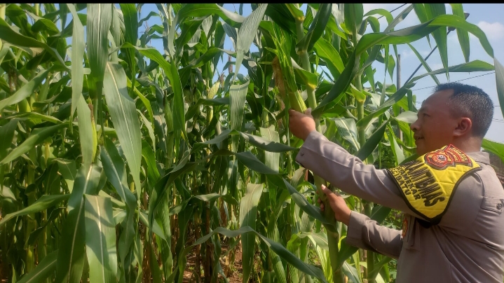Dukung Ketahanan Pangan, Bhabinkamtibmas Polsek Cibatu Pantau Langsung Pertumbuhan Jagung Petani